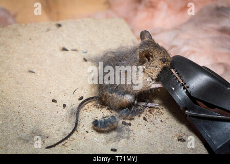 A small brown mouse caught by it's nose in a mouse trap in a loft or attic  Stock Photo - Alamy