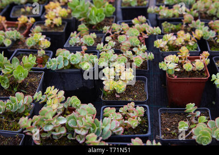 Succulent plants in pots for sale in street market, Many different plants in flower pots mix selling in flowers store, top view. Garden center with lo Stock Photo