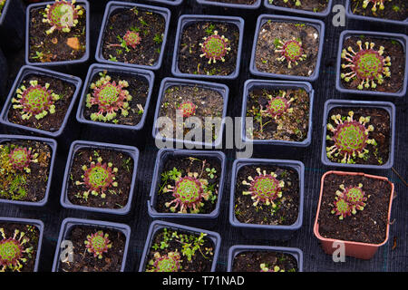 Succulent plants in pots for sale in street market, Many different plants in flower pots mix selling in flowers store, top view. Garden center with lo Stock Photo