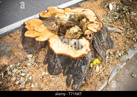 Detail of tree stump from recently cut tree.  Linden tree was cut because sick and was threatening to collapse Stock Photo