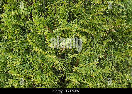 Thuja occidentalis branches as natural beautiful fence Stock Photo