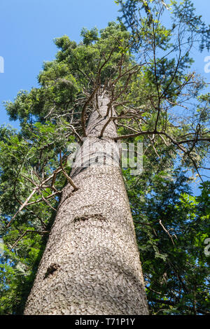 Tree Rising Up tree branches soaring up, blue sky with bright clouds Stock Photo - Alamy