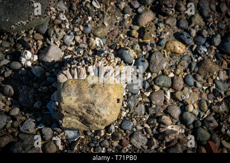 A large rock is partially covered in barnacles on a pebbly beach in Priest Point Park, Olympia, WA. Stock Photo