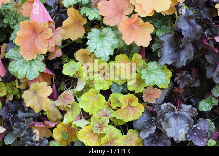 Heuchera. Heucheras. Vibrant foliage of several heuchera plants form a living wall in a vertical garden provides colour year round. UK Stock Photo