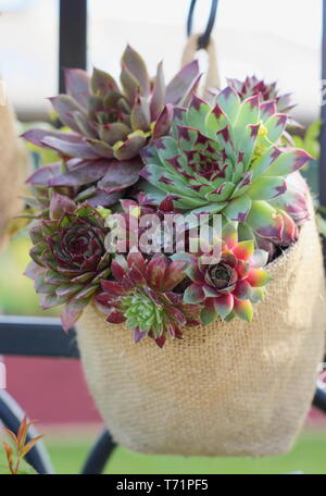 Sempervivum. Succulents planted in vertical hessian containers in a small garden, UK Stock Photo