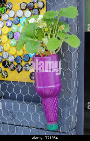 Small garden idea. Strawberry plant growing in recycled plastic bottle, UK Stock Photo