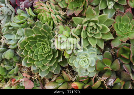 Sempervivum. Houseleek succuelnts form a plant wall in a vertical garden, UK Stock Photo