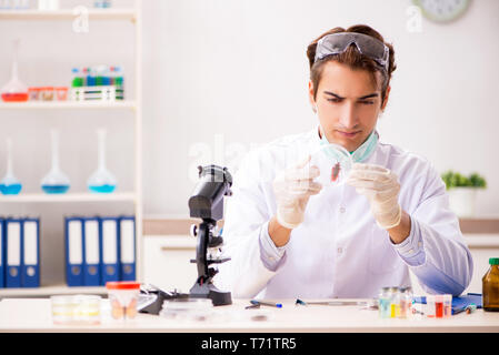 Male entomologist working in the lab on new species Stock Photo