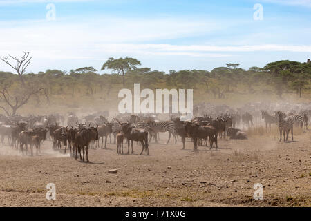 Ready for migration in a dry and dusty season, zebras and wilderbeast stand around. Stock Photo