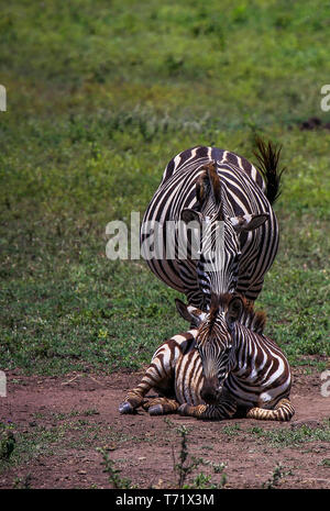 A baby zebra lays on the dirt ground with mother standing behind, the foals strips are still brown due to age. Stock Photo