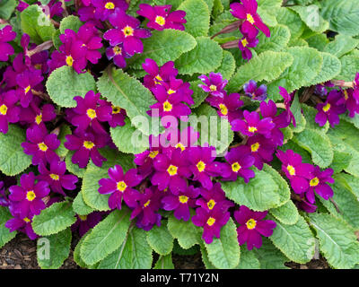 Primula 'Wanda' in spring flower border Stock Photo