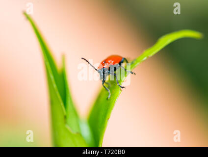 A macro shot of a red lily beetle on a green leaf. Stock Photo