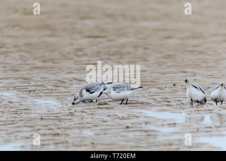 sanderlings winter plumage alone group