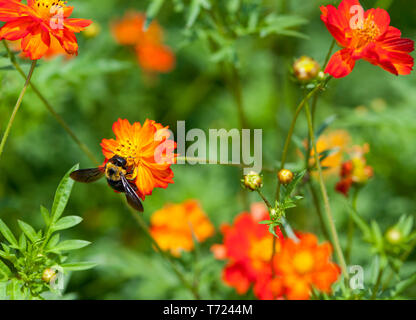 A Japanese Carpenter Bee on an orange cosmos flower in Hama Rikyu Gardens, Tokyo (Alloxylocopa appendiculata circumvolans) Stock Photo