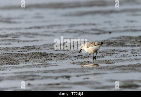 sanderlings winter plumage alone group