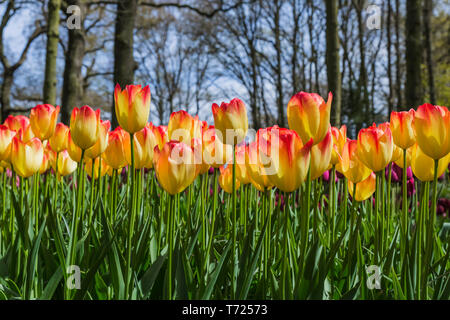 Flowers in garden Keukenhof Netherlands Stock Photo