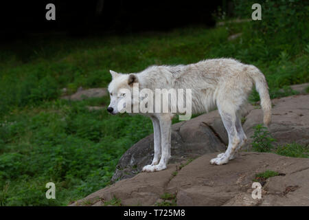 Arctic Wolves Spring A lone Arctic wolf standing on a rock in spring in Canada Stock Photo ...