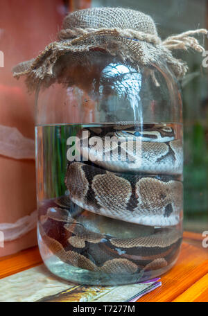 Dead snake pickled in a jar. Stock Photo