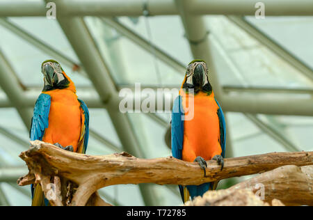 Two beautiful macaw parrots perched on branch. Stock Photo