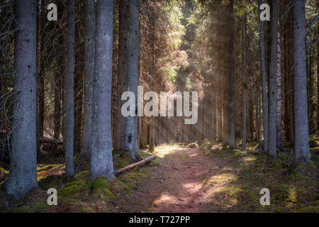 Idyllic forest path with sunlight and sun beams rays at sunny summer day in Finland Stock Photo