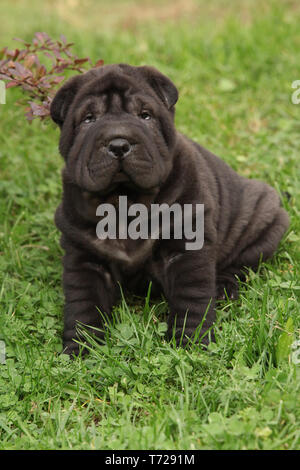 Black chinese shar pei fashion puppy