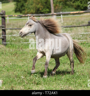 American miniature horse stallion running on pasture Stock Photo