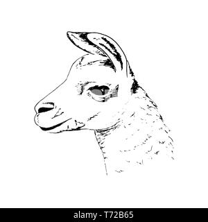 Llama head big black eyes, Cute ink pen sketch alpaca. realistic lama animl. Ands, South America. Stock Vector