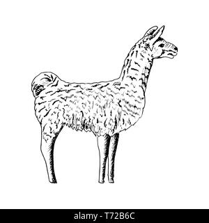 Llama, Cute ink pen sketch alpaca. realistic lama animl. Ands, South America. simple drawing, hand drawn vector illustration. Stock Vector