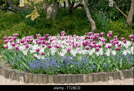 Bed of tulips Tres Chic (white) and Claudia Stock Photo