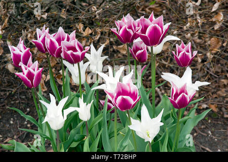 Tulips Tres Chic (white) and Claudia Stock Photo