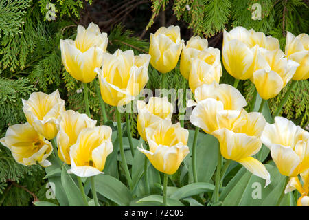 Tulip Cream Cocktail Stock Photo