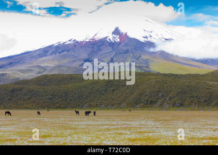 wild horses in the park of the volcano Cotopaxi Ecuador Stock Photo