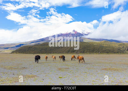 wild horses in national park of volcano Cotopaxi Stock Photo
