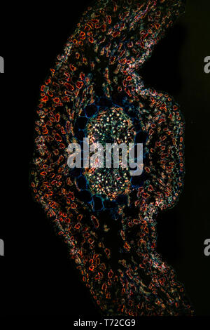 Pine needle cross section 100x Stock Photo - Alamy