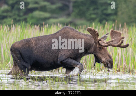 Spring Bull Moose, Algonquin Park Canada Stock Photo