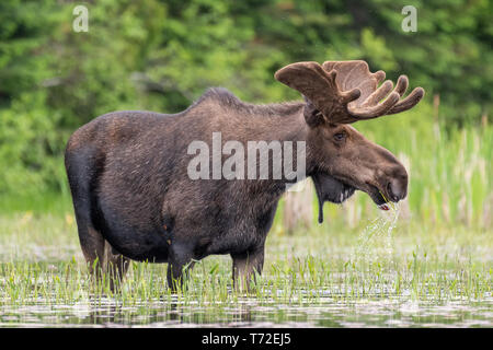 Portrait of a Bull Moose in Algonquin Park