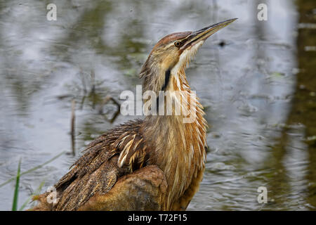 American bittern in a marsh. It is a species of wading bird in the heron family of the Pelican order. Stock Photo