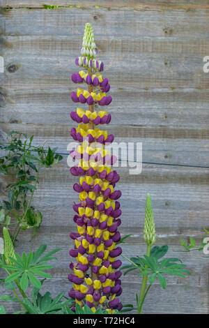 Purple and yellow Lupin Manhattan Lights flowers on display in a residential garden Stock Photo