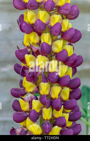 Purple and yellow Lupin Manhattan Lights flowers on display in a residential garden Stock Photo