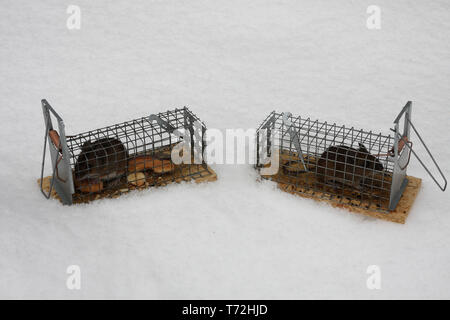 Two mice in a live trap Stock Photo