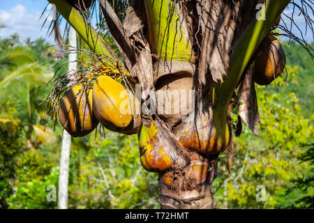 Coconuts growing on a coconut palm in Bali Stock Photo