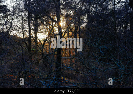 Twilight in Winter woodland, Derbyshire, with sun going down behind the trees Stock Photo