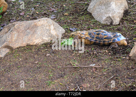 African pancake tortoise, Malacochersus tornieri, is native to Tanzania and Kenya. Its common name refers to the flat shape of its shell. Stock Photo