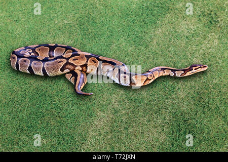 Ball python or royal python snake, Python regius, on grass Stock Photo