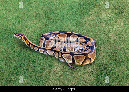 Ball python or royal python snake, Python regius, on grass Stock Photo