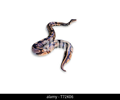 Ball python or royal python snake, Python regius, isolated on white background Stock Photo
