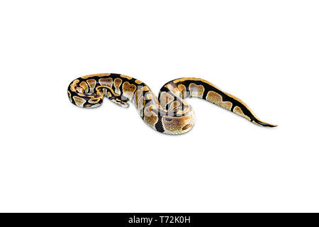 Ball python or royal python snake, Python regius, isolated on white background Stock Photo