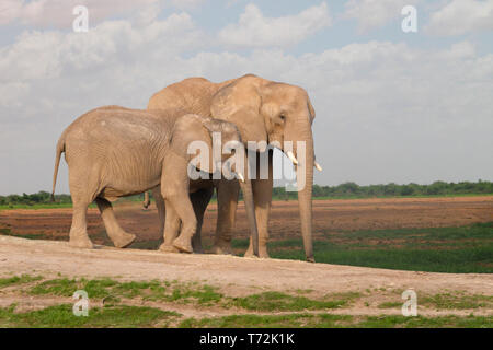 African bush elephant, Loxodonta african, cow with calf, mother and child or baby elephant. African bush elephas are the largest living land animal Stock Photo