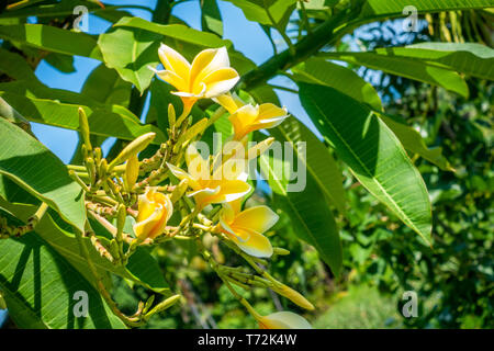 Pretty yellow plumeria flowers on the tree Stock Photo