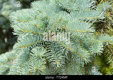 Close up on blue spruce branches. Stock Photo